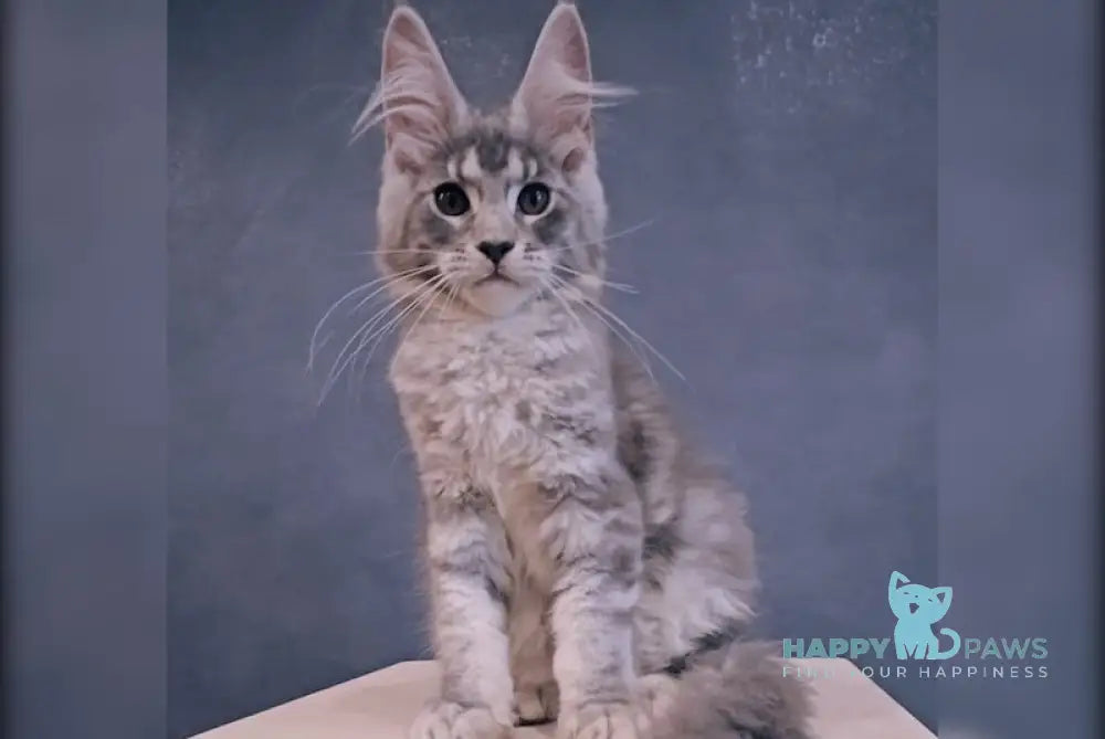 Kamilla Maine Coon Female Blue Silver Tabby Live Animals