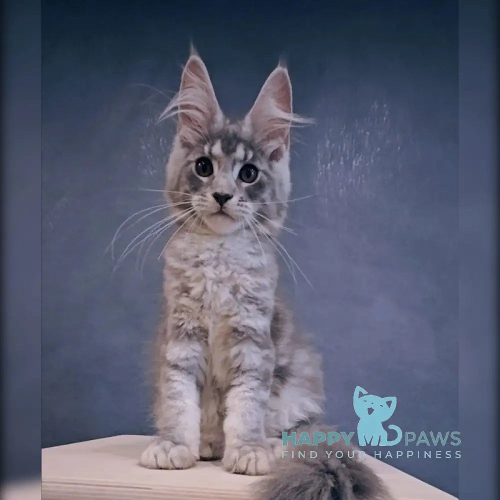 Kamilla Maine Coon Female Blue Silver Tabby Live Animals