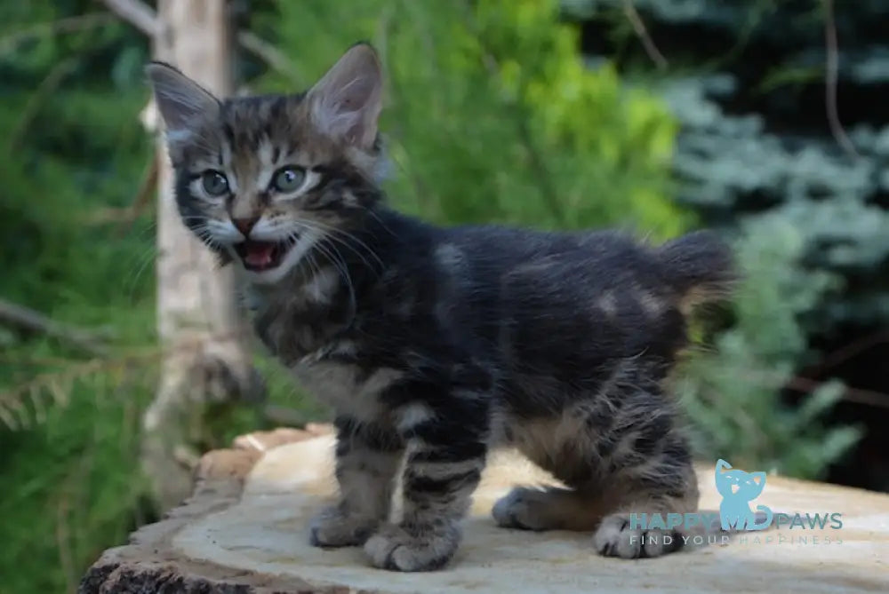 Kant Kurilian Bobtail Male Black Tabby Live Animals