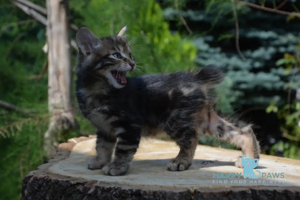 Kant Kurilian Bobtail Male Black Tabby Live Animals