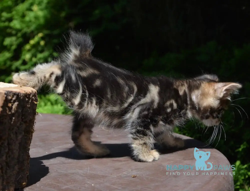 Kant Kurilian Bobtail Male Black Tabby Live Animals