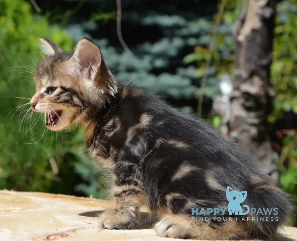 Kant Kurilian Bobtail Male Black Tabby Live Animals