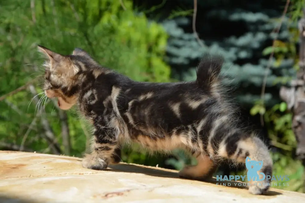 Kant Kurilian Bobtail Male Black Tabby Live Animals