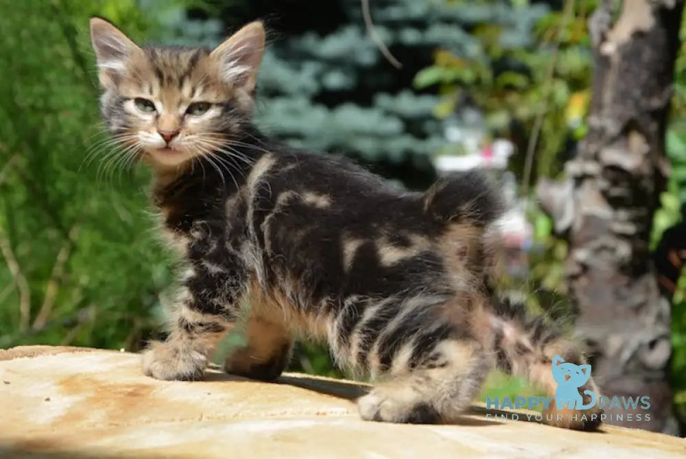 Kant Kurilian Bobtail Male Black Tabby Live Animals