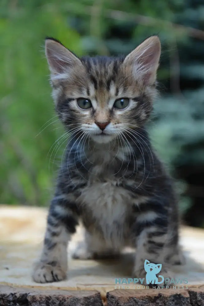 Kant Kurilian Bobtail Male Black Tabby Live Animals