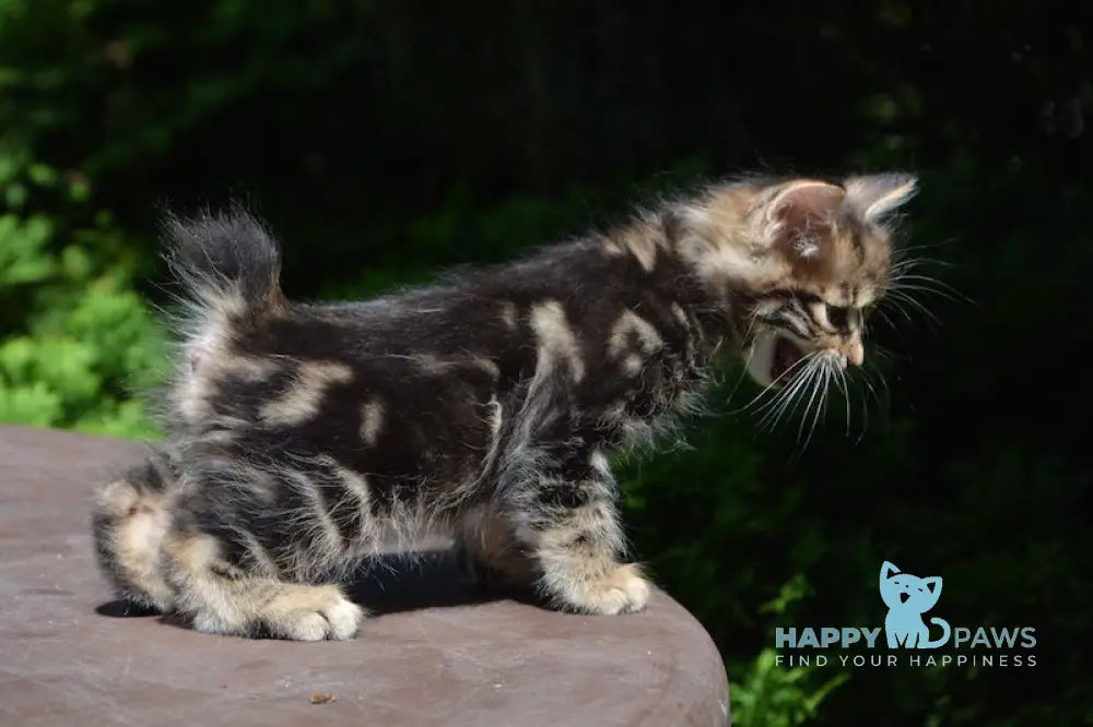 Kant Kurilian Bobtail Male Black Tabby Live Animals