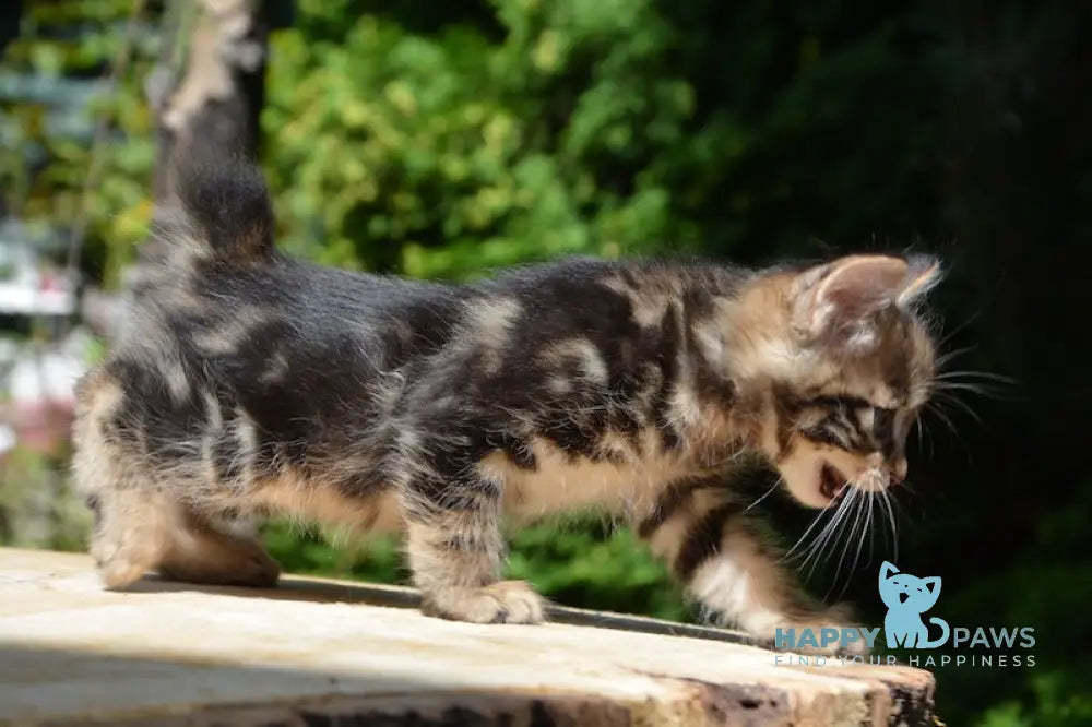 Kant Kurilian Bobtail Male Black Tabby Live Animals