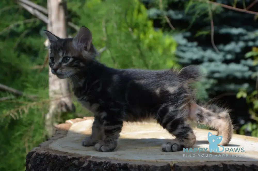 Kant Kurilian Bobtail Male Black Tabby Live Animals