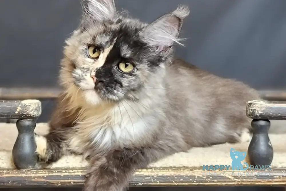 Karina Maine Coon Female Black Tortie Silver Live Animals