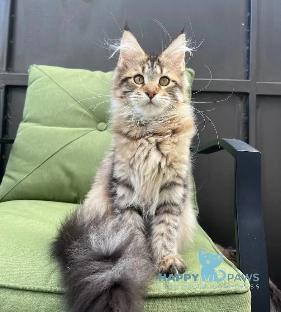 Karoline Maine Coon Female Black Spotted Tabby Live Animals