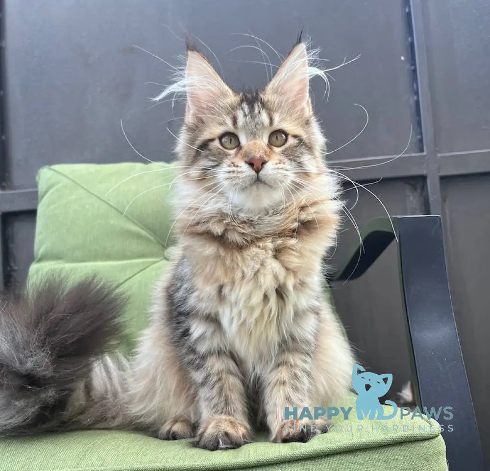 Karoline Maine Coon Female Black Spotted Tabby Live Animals