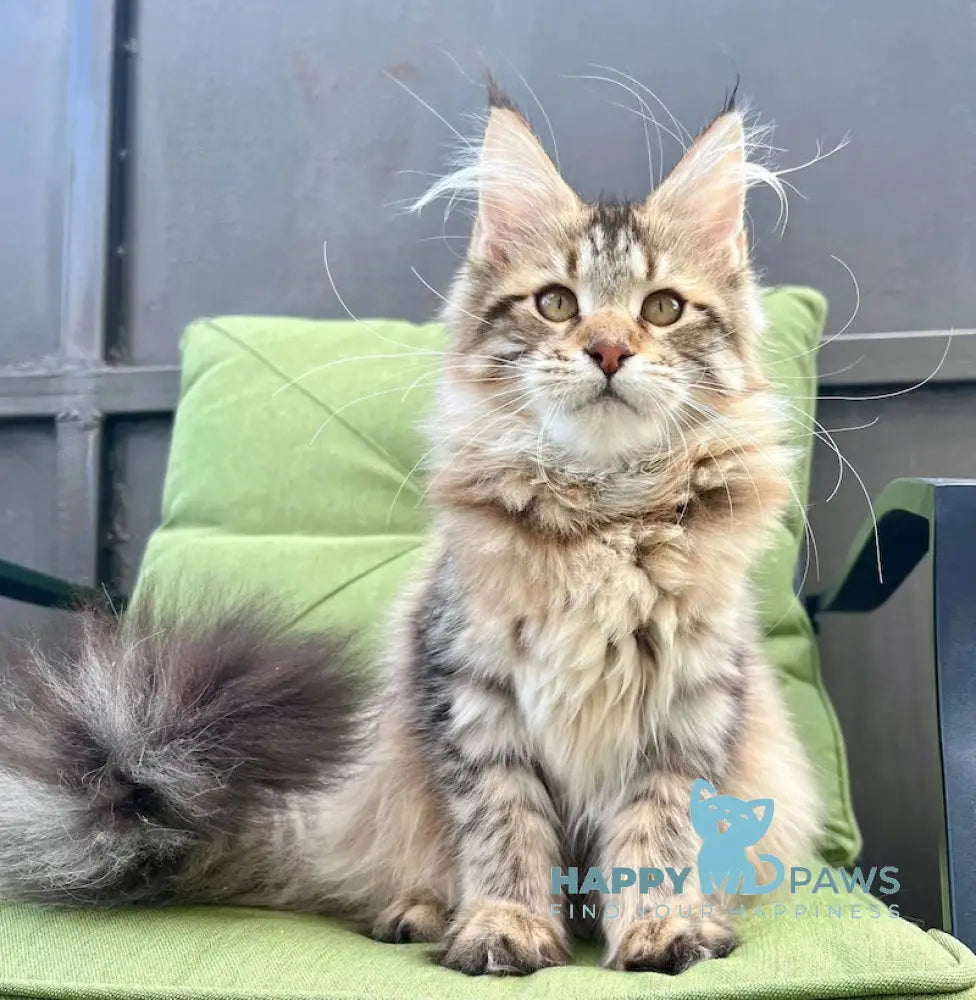 Karoline Maine Coon Female Black Spotted Tabby Live Animals