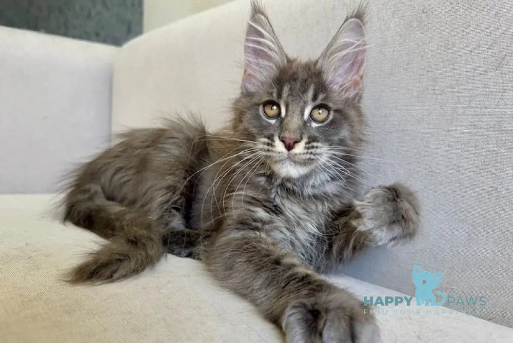 Kasper Maine Coon male blue ticked tabby live animals