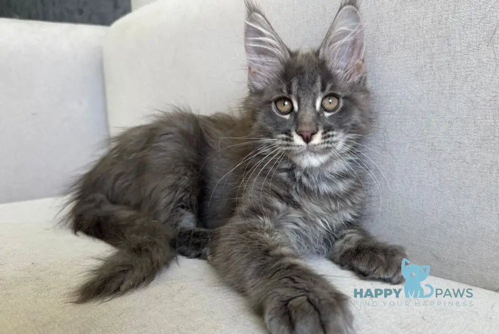 Kasper Maine Coon male blue ticked tabby live animals