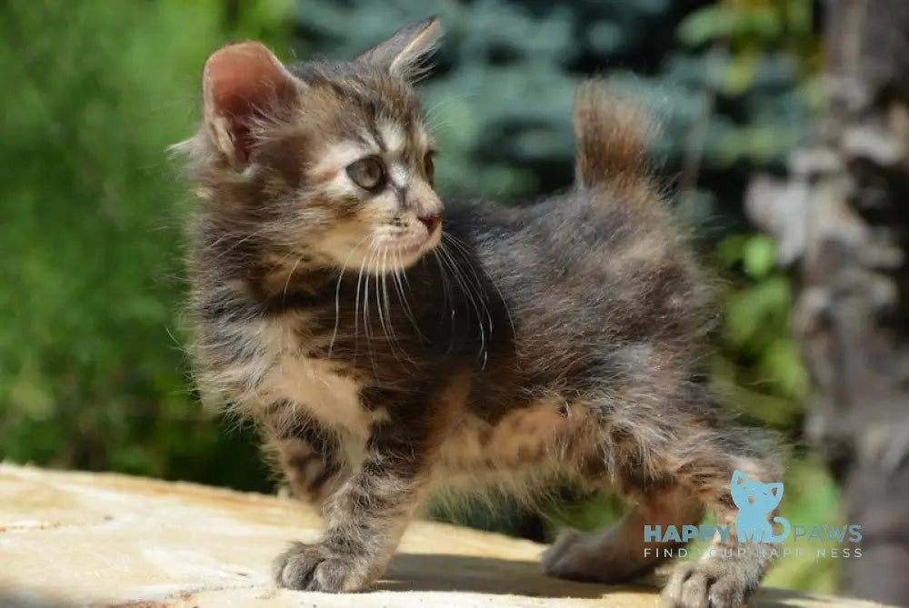 Kasya Kurilian Bobtail Female Black Tortie Tabby Live Animals