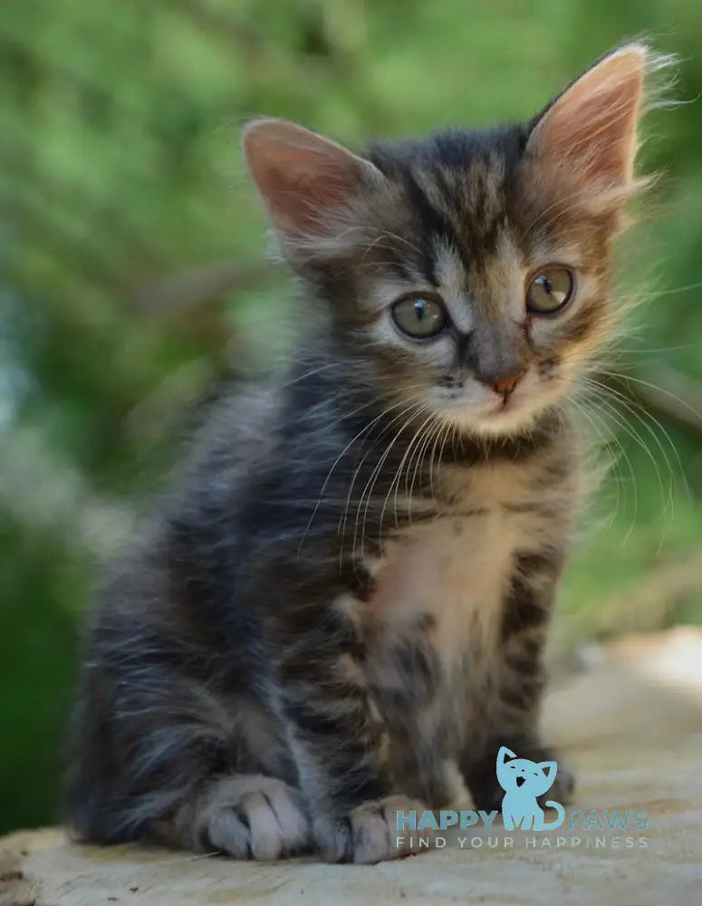 Kasya Kurilian Bobtail Female Black Tortie Tabby Live Animals