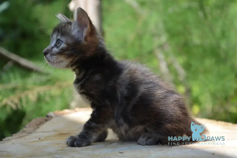 Kasya Kurilian Bobtail Female Black Tortie Tabby Live Animals