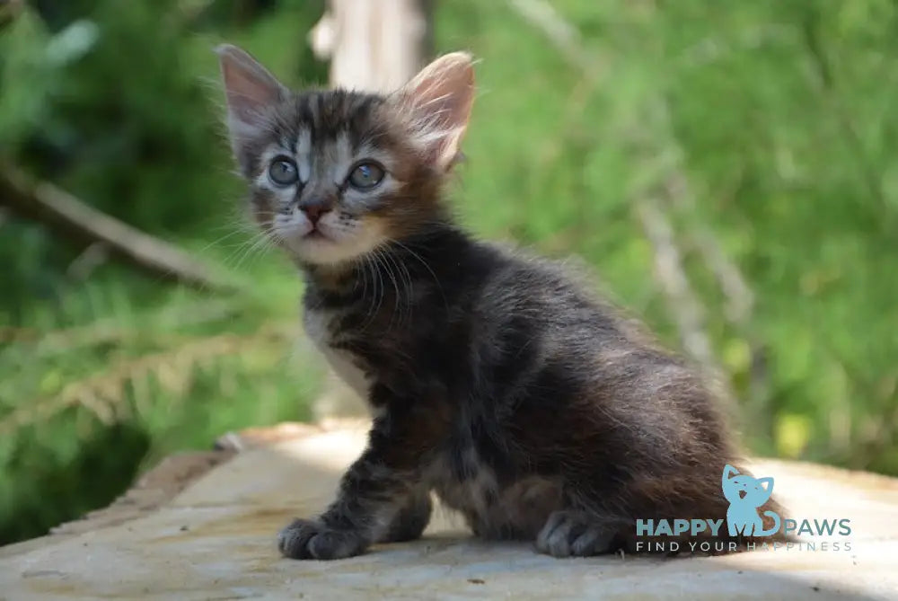 Kasya Kurilian Bobtail Female Black Tortie Tabby Live Animals