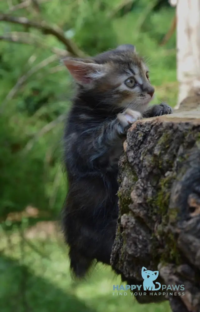 Kasya Kurilian Bobtail Female Black Tortie Tabby Live Animals