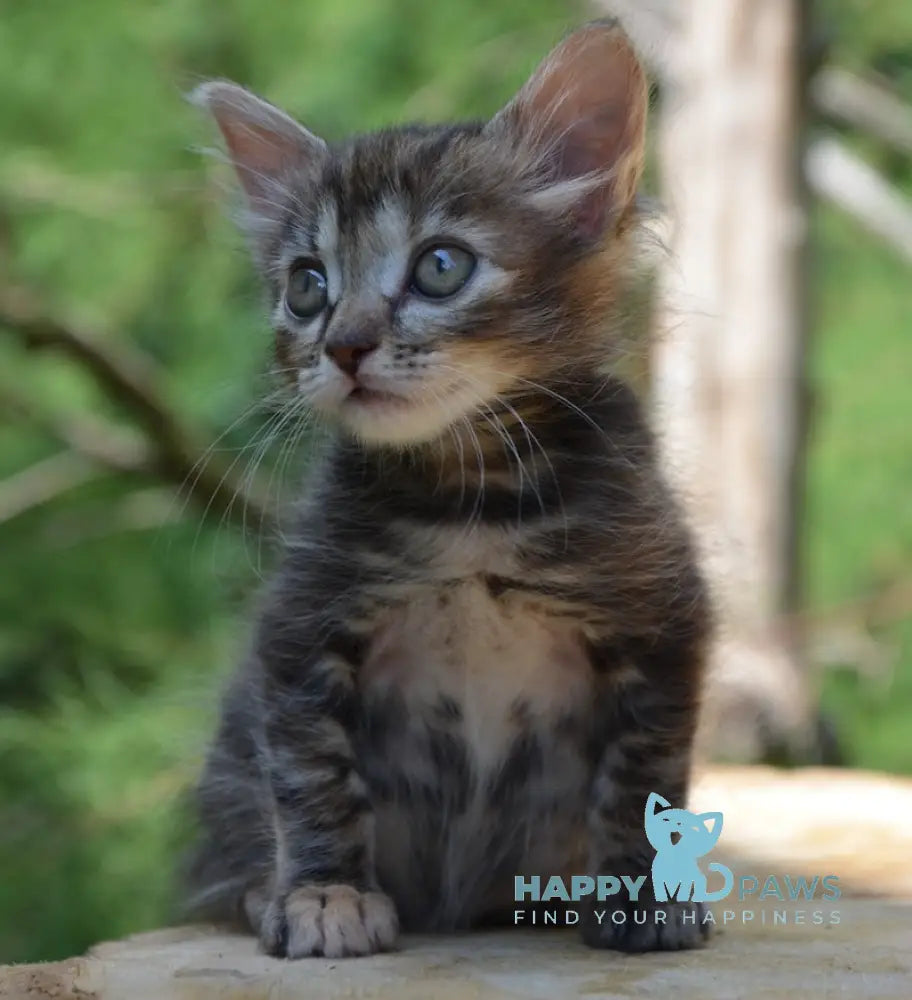 Kasya Kurilian Bobtail Female Black Tortie Tabby Live Animals