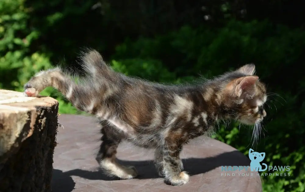 Kasya Kurilian Bobtail Female Black Tortie Tabby Live Animals