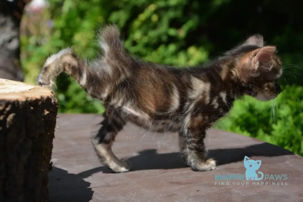 Kasya Kurilian Bobtail Female Black Tortie Tabby Live Animals