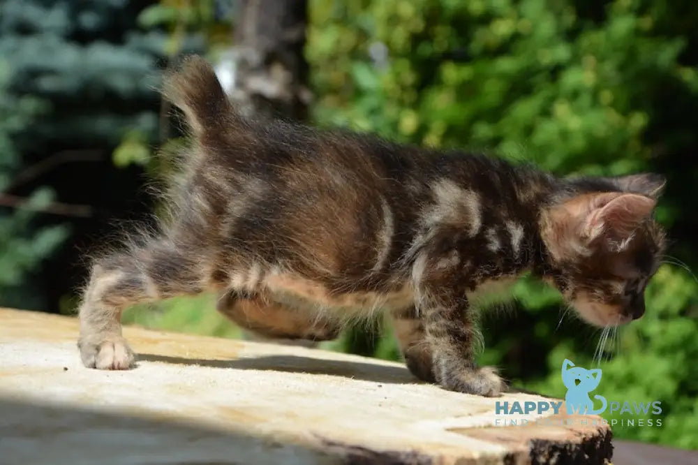 Kasya Kurilian Bobtail Female Black Tortie Tabby Live Animals