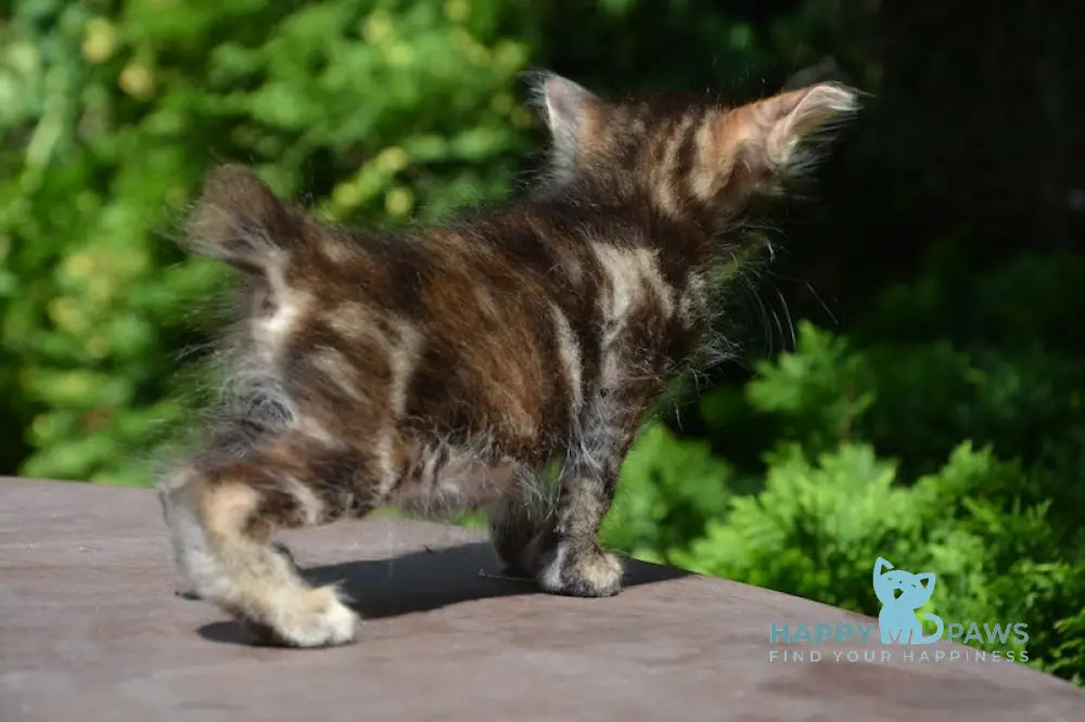 Kasya Kurilian Bobtail Female Black Tortie Tabby Live Animals