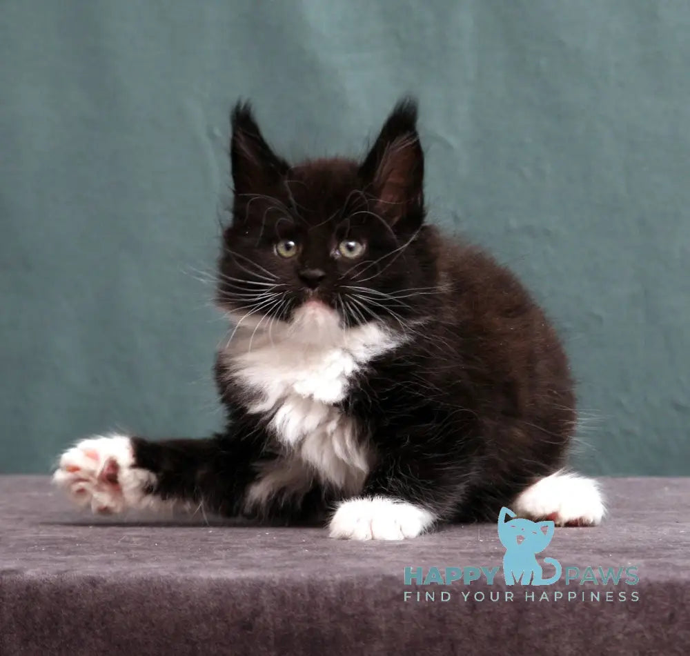 Kelt Maine Coon Male Black With White Live Animals