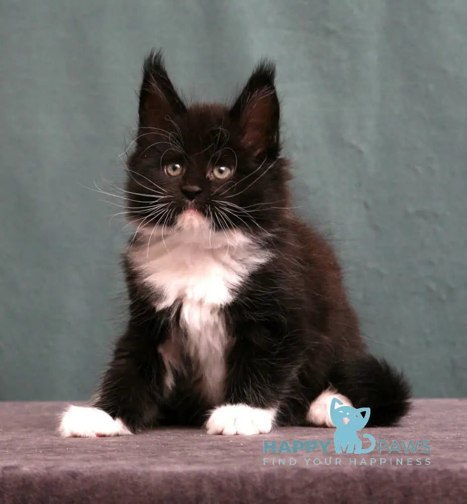 Kelt Maine Coon Male Black With White Live Animals