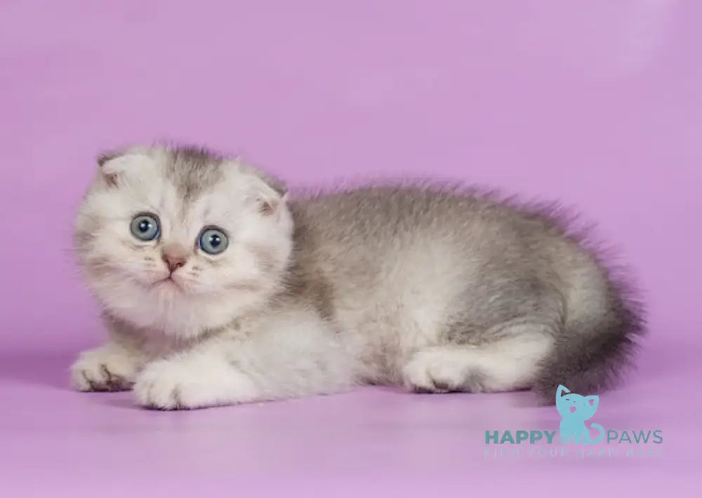 Kendy Scottish Fold Female Chocolate Silver Ticked Tabby Live Animals