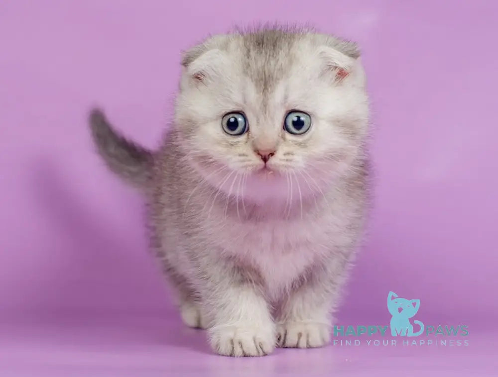 Kendy Scottish Fold Female Chocolate Silver Ticked Tabby Live Animals