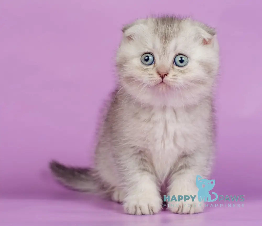 Kendy Scottish Fold Female Chocolate Silver Ticked Tabby Live Animals