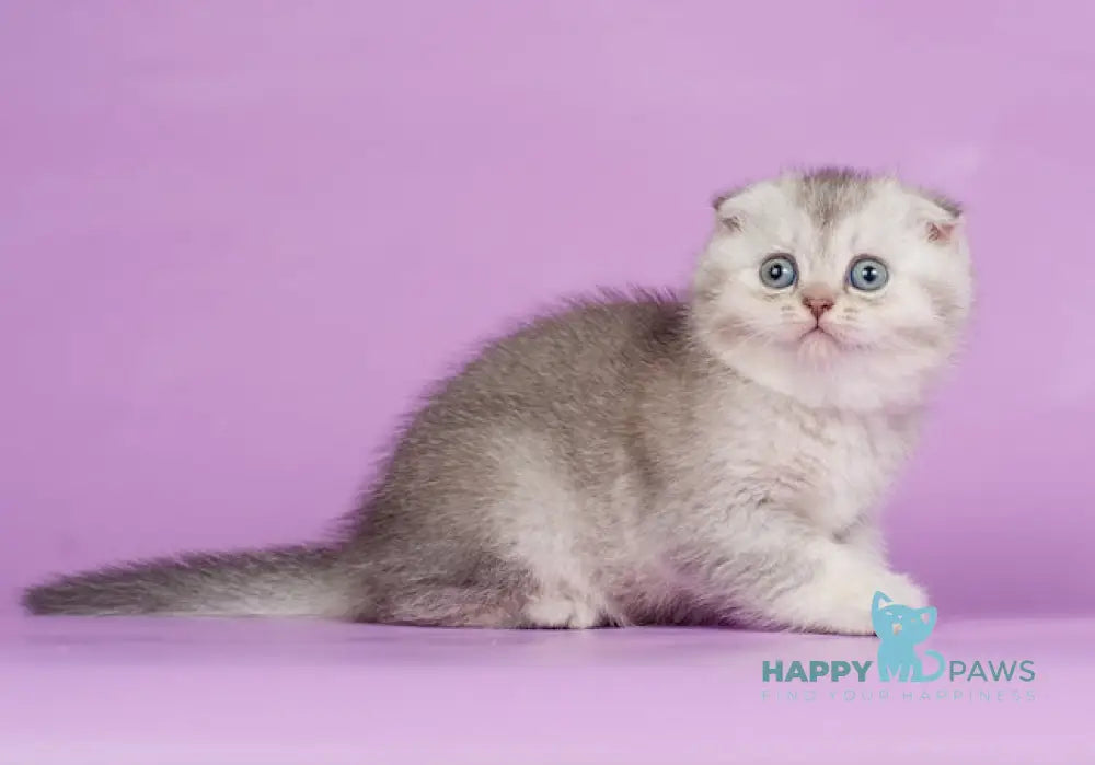 Kendy Scottish Fold Female Chocolate Silver Ticked Tabby Live Animals