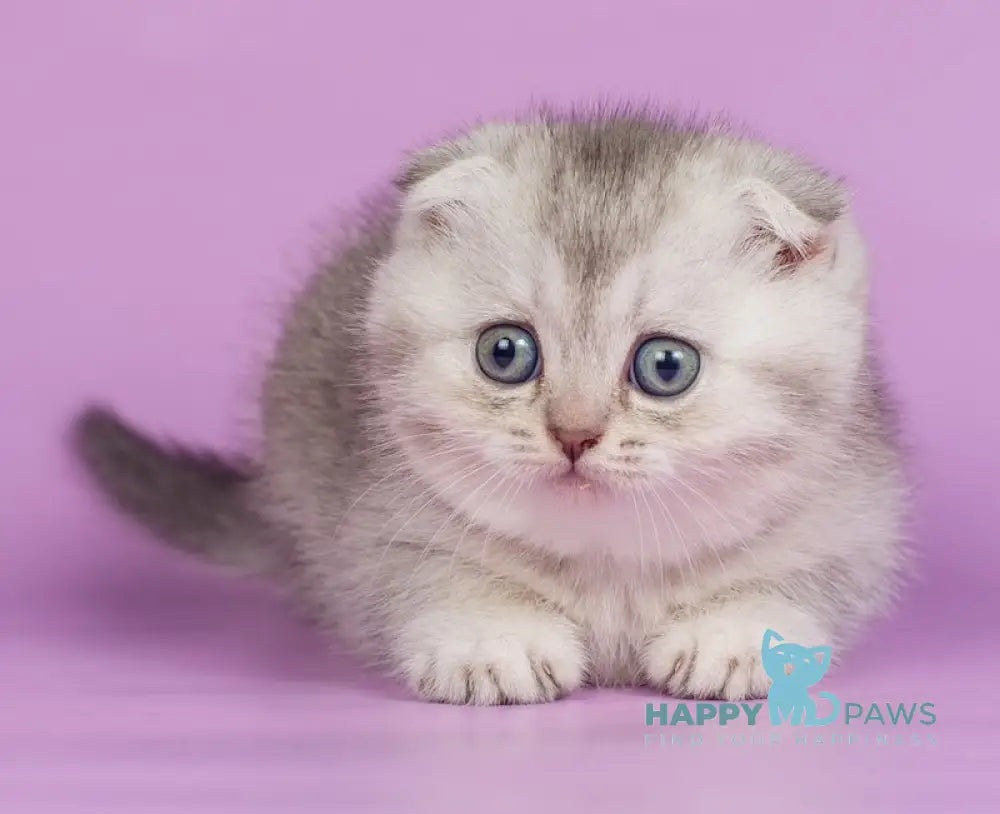 Kendy Scottish Fold Female Chocolate Silver Ticked Tabby Live Animals