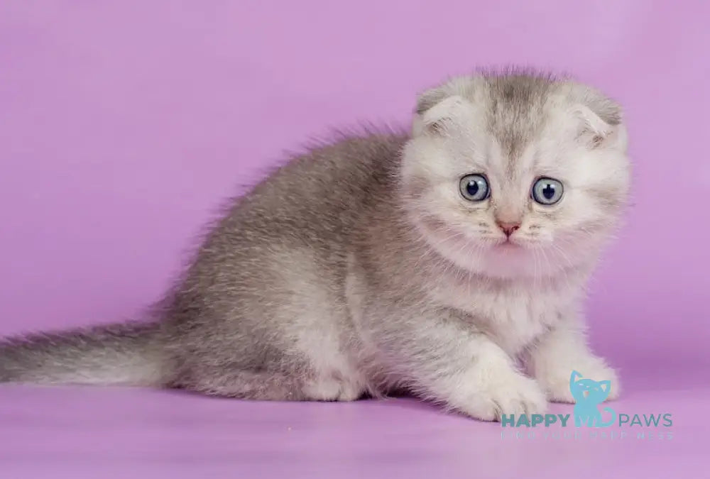 Kendy Scottish Fold Female Chocolate Silver Ticked Tabby Live Animals