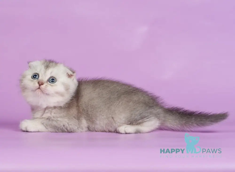 Kendy Scottish Fold Female Chocolate Silver Ticked Tabby Live Animals