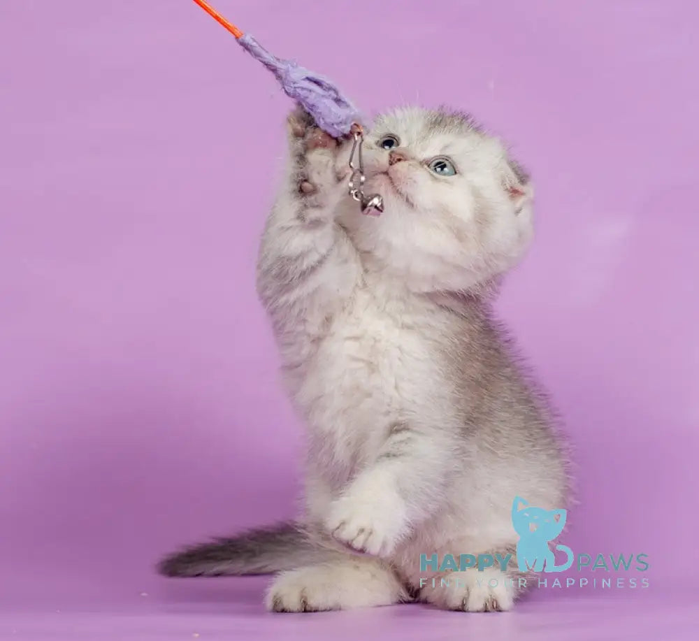 Kendy Scottish Fold Female Chocolate Silver Ticked Tabby Live Animals