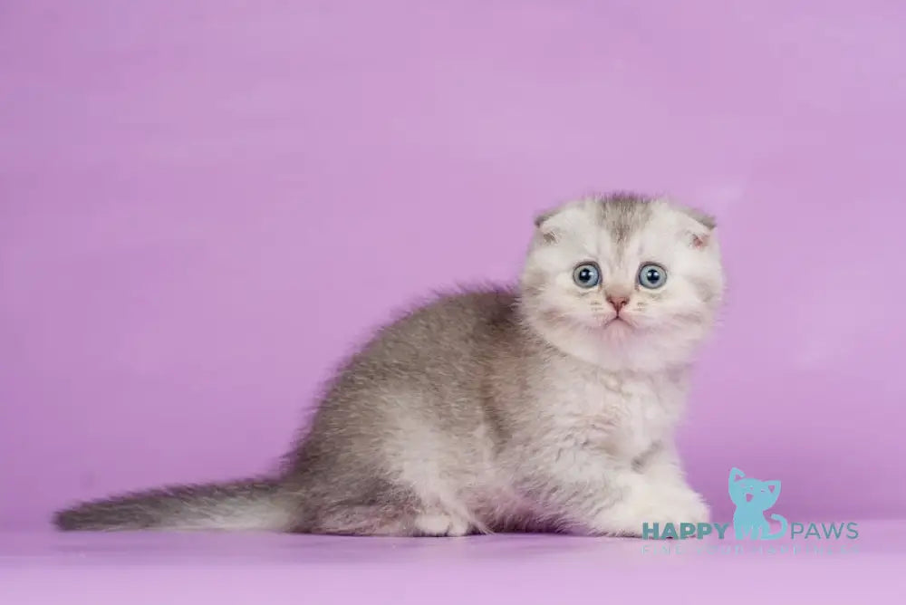 Kendy Scottish Fold Female Chocolate Silver Ticked Tabby Live Animals