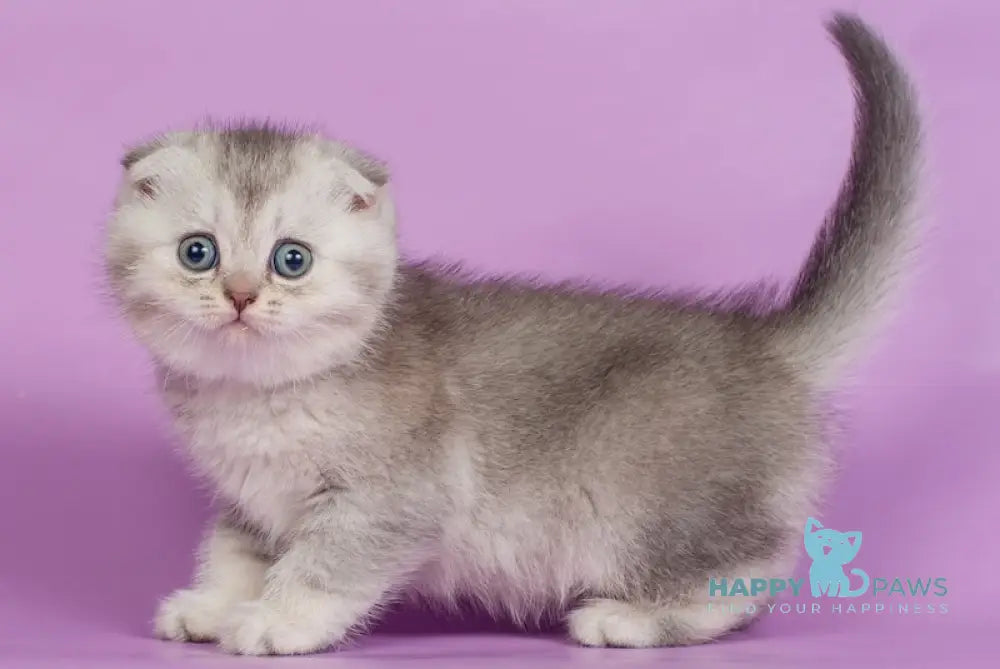 Kendy Scottish Fold Female Chocolate Silver Ticked Tabby Live Animals