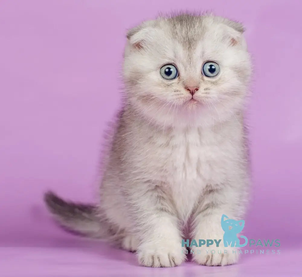 Kendy Scottish Fold Female Chocolate Silver Ticked Tabby Live Animals