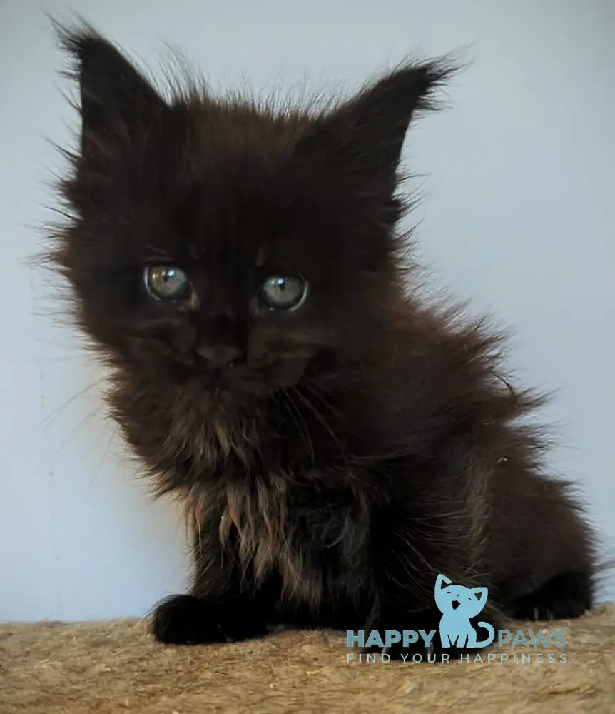 Kenny Maine Coon female black live animals