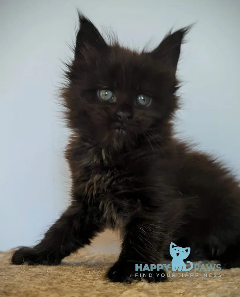 Kenny Maine Coon female black live animals