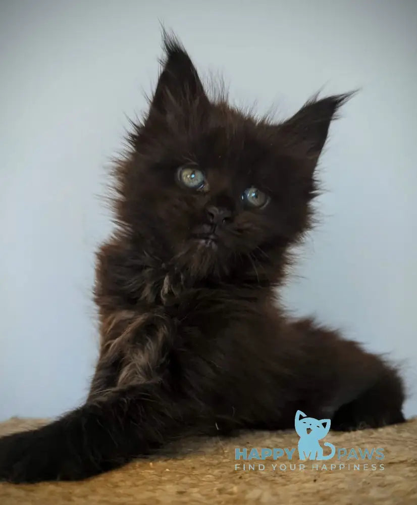 Kenny Maine Coon female black live animals