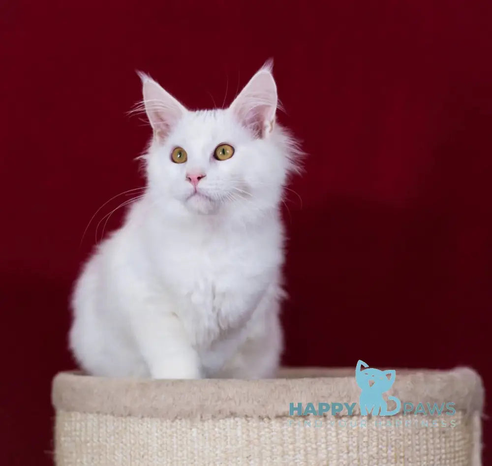 Kenny Maine Coon Male White Live Animals