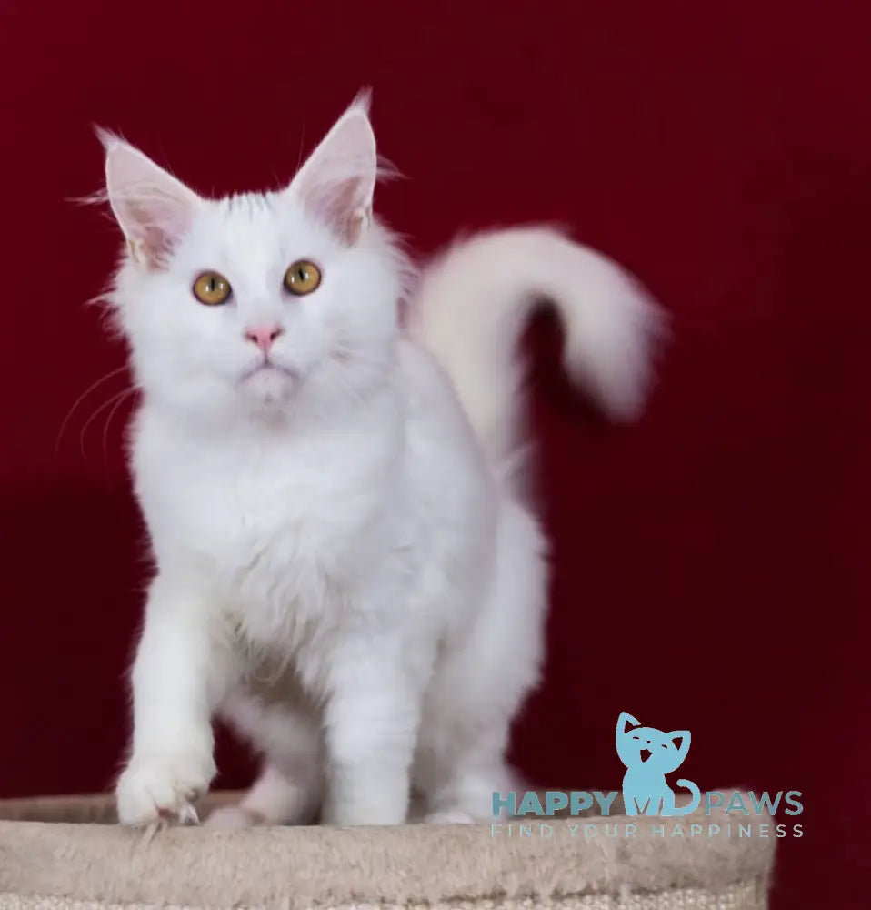 Kenny Maine Coon Male White Live Animals