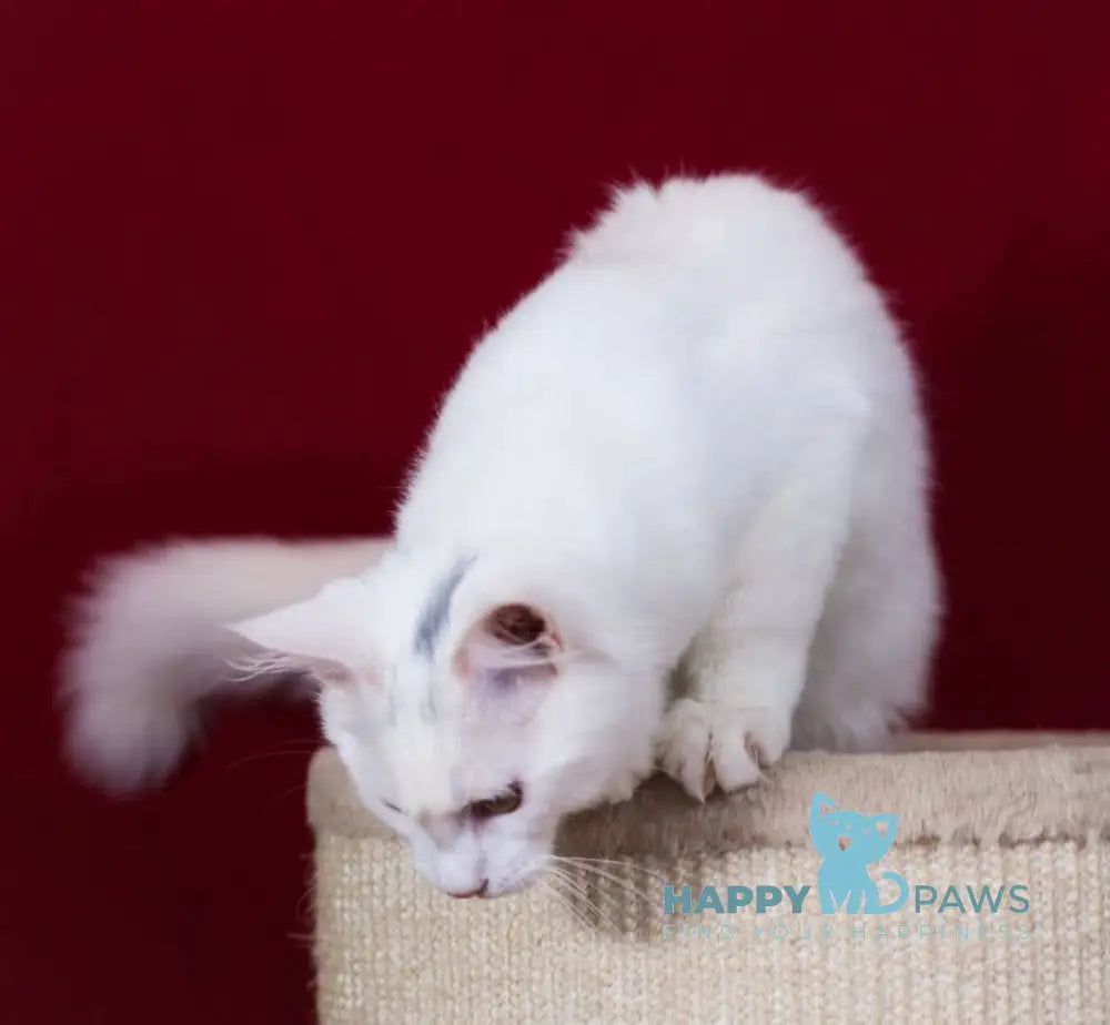 Kenny Maine Coon Male White Live Animals