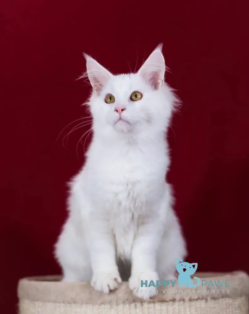 Kenny Maine Coon Male White Live Animals