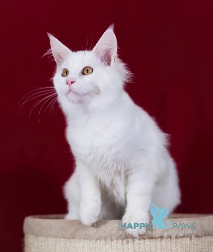 Kenny Maine Coon Male White Live Animals