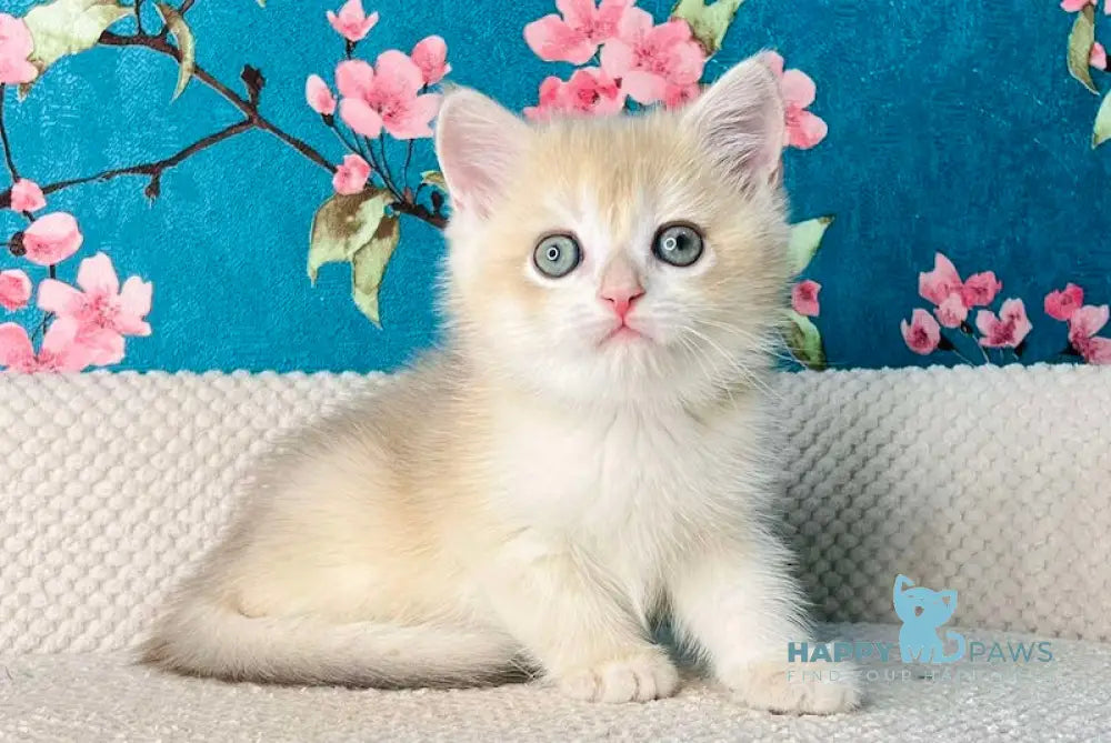 Kevin British Shorthair Male Blue Golden Chinchilla Live Animals